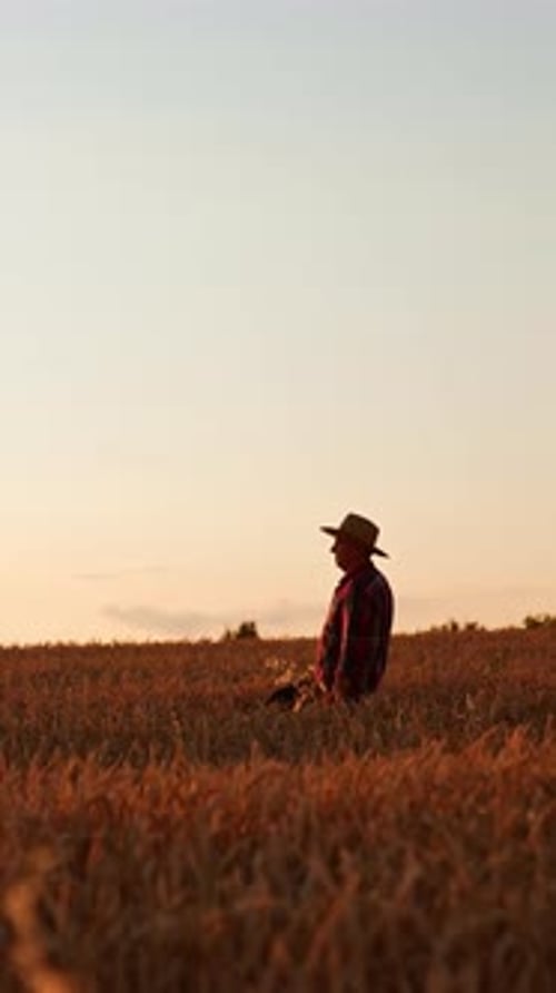 Rancher in a hat walks by the field of wheat at sunset.