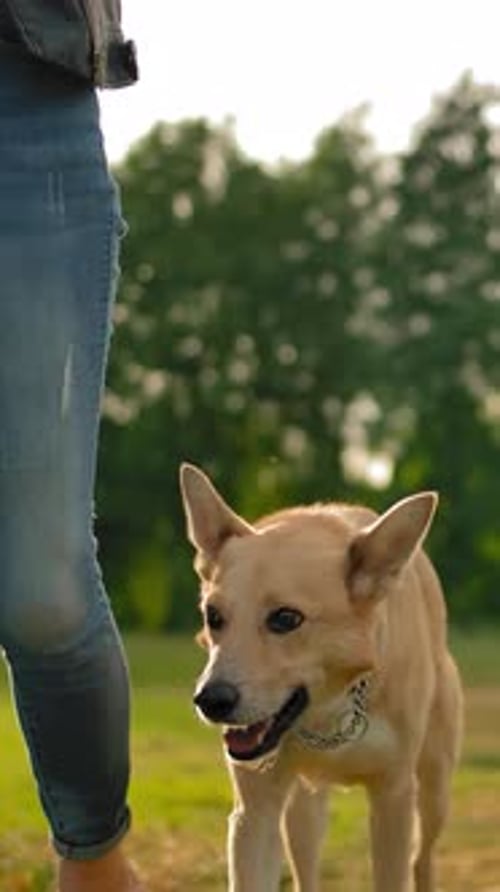Vertical of An Obedient Dog Without a Leash Walking Along a Path in a Park Next to a Woman in the