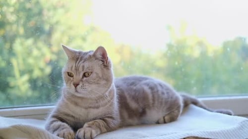 Gray Striped Cat Resting on a Window Sill