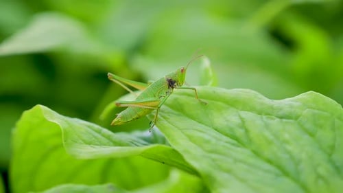 green grasshopper on green leaves