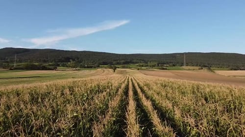 Drone flies close over a corn field in summer in summer