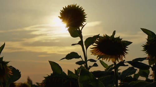 Agriculture Yellow Sunflower Plant In Farm Field In Sunlight 43