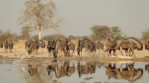 Herd of Blue Wildebeest Drinking With Beautiful Reflection, Botswana