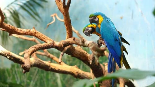 Zwei blaue und gelbe Aras sitzen auf einem Ast