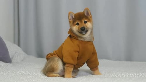 Shiba Inu Puppy Wearing a Brown Hoodie