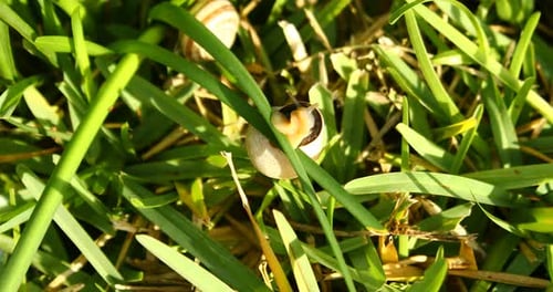 Dies ist ein Video von einer Schnecke, die am frühen Morgen durch das Gras kriecht.
