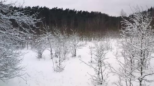 Schneebedeckter Winterwald