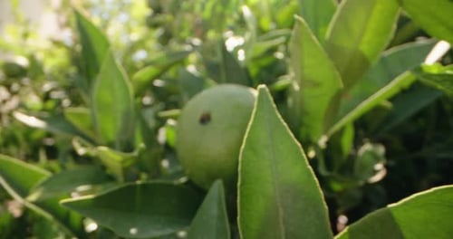 Closeup of Fresh Juicy Green Oranges on a Tree Branch