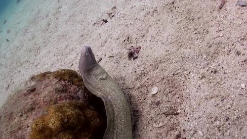 Moray Eel at Koh Tao
