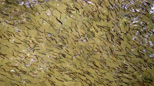 School Of Trout Fish In Pond Water
