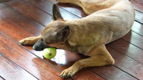 A happy Belgian Shepherd, canis lupus familiaris lying down on the outdoor deck and and wagging tail