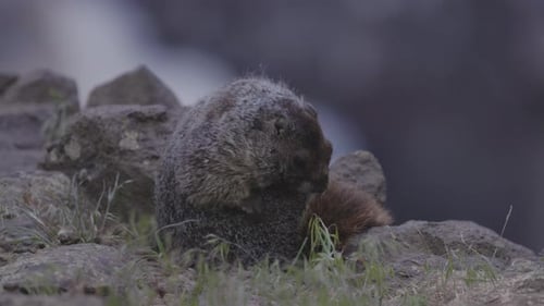 Marmot in American Nature Landscape During Cloudy Day
