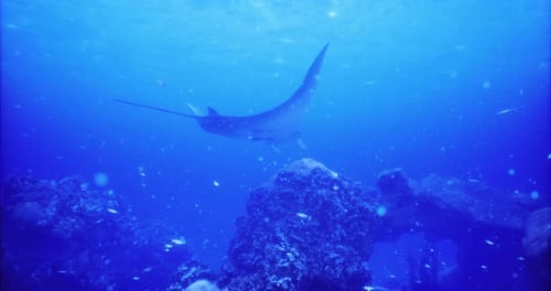 Mantarochen gleiten anmutig durch das klare blaue Meerwasser