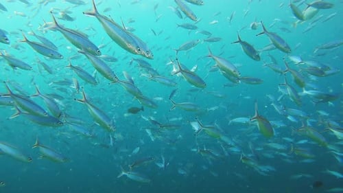 Coral reef, sea and nature for fish by underwater, swimming or tropical ecology with sustainable