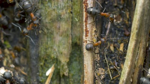 Red ants (Formica rufa) move on the nest, anthill with red wood ants in spring, work and life of ant