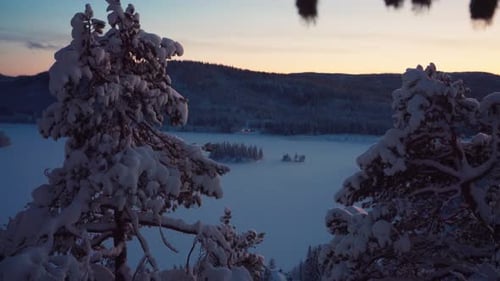 Fresh Snow Laden Conifer Trees In Winterly Forest Mountains During Sunset. Close up