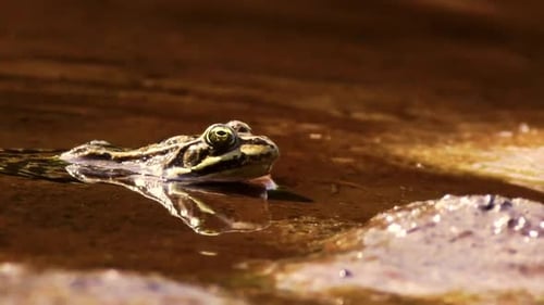 Frog Sitting Peacefully by Pond