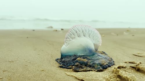 Homme de guerre portugais de l'Atlantique Physalia Physalis sur la plage, méduse, gros plan, vue vidéo