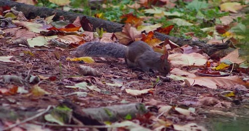 Cute Squirrel Looking For Food In Forest Ground With Autumn Leaves. Close Up