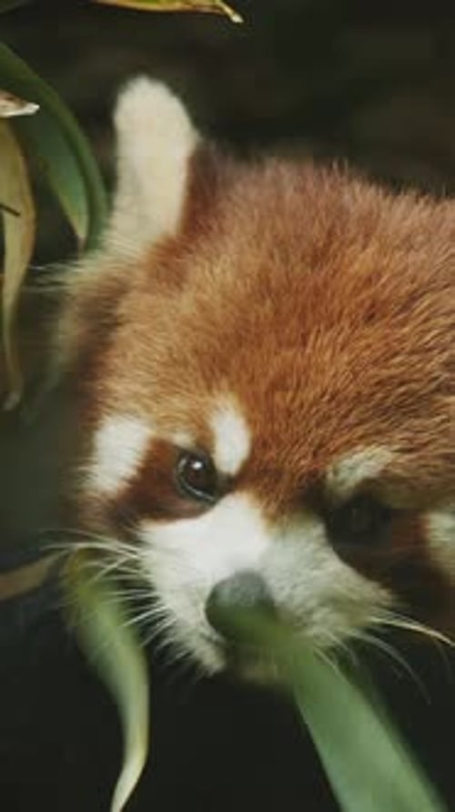 Panda roux mangeant un ailurus en bambou