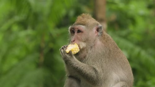 Langschwänziges Essen von Mais im Sacred Monkey Forest Sanctuary in Ubud, Indonesien. Nahaufnahme