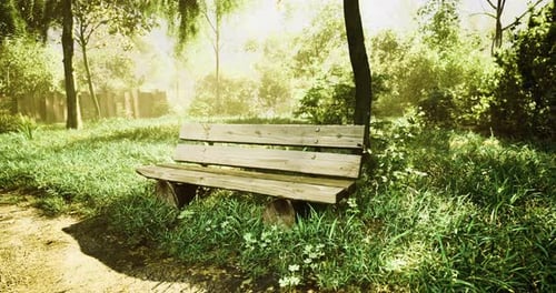 Elegant Wooden Bench Surrounded By Lush Greenery in Tranquil Park Setting