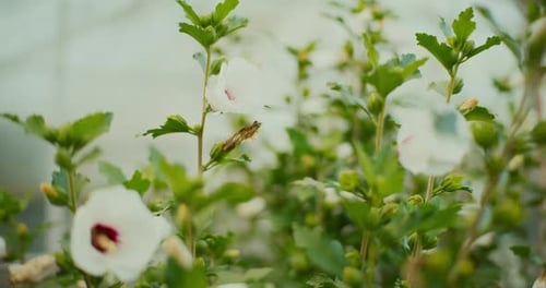 Nahaufnahme blühender weißer Hibiskusblüten