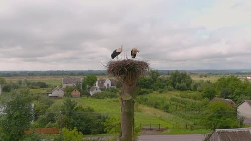 Storch als Symbol der Familie