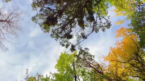 Trees With Fall Foliage Gently Swaying With Wind In The Forest During Autumn. - zoom out shot