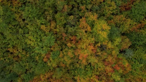Autumn foliage texture with colorful leaves on wild forest trees, beautiful nature artwork