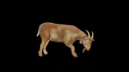Realistic Animated Goat Grazing And Standing