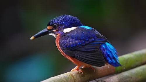 Vibrant Kingfisher Perched on Branch Close-up