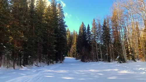 Tilt up shot revealing a beautiful snowy path surrounded by tall looming golden pine trees at a ski