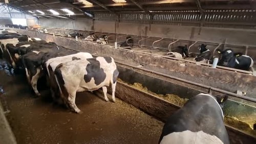 Modern Dairy Farm Management Holstein Cows Feeding in Industrial Barn