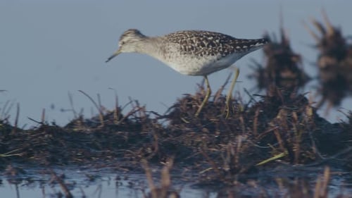 Spotted Sandpiper Foraging in a Marshy Wetland Habitat