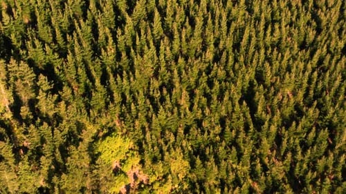 sun, europe, trees, woods, yellow, above, natural, trunk, roadway, scenery, car, asphalt, way, trans