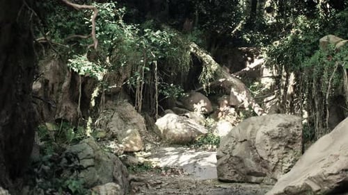 Dirt Road Winding Through Rocks and Trees Mountain Path
