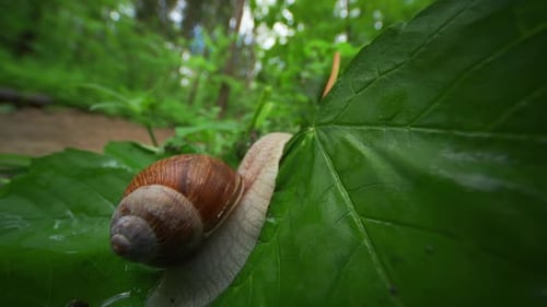 Ein Nahaufnahmevideo einer kleinen Gartenschnecke, die nach dem Regen auf dem Waldboden kriecht. Die kleine Crew