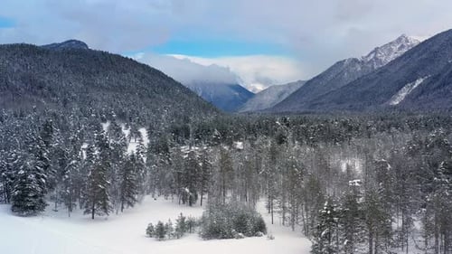 Beautiful snow scene forest in winter. Flying over of pine trees covered with snow.