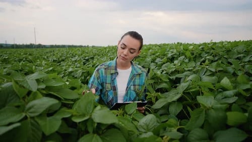 Female Agronomist Inspecting Soybean Crop Field