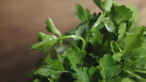 Topshot of a bunch of flat-leaf parsley. The herb stands on a wooden table. Nobody, studio.