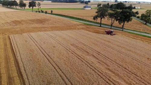 Aerial View Of Combine Harvester Gathers The Golden Wheat Crop On Farmland In 4K. Harvest in the fie