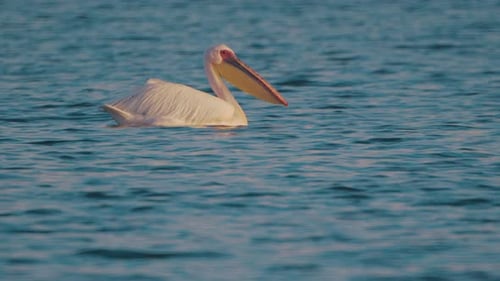 Pelican Swims on the Water Surface