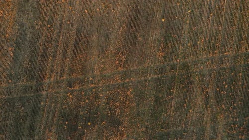 Aerial View of a Dry Autumn Field at Sunset