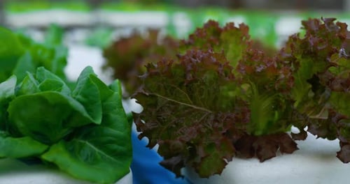 Footage close up of Fresh green oak lettuce salad, organic hydroponic vegetable