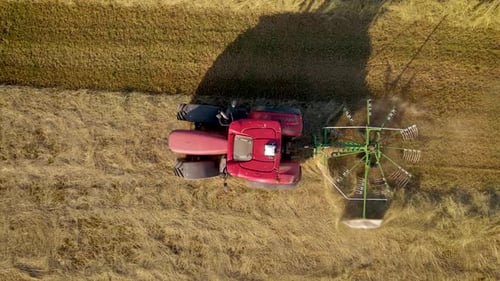 Trator com Hay Tedder aerando e acelerando a secagem da palha em rolos de feno de campo de trigo colhido como