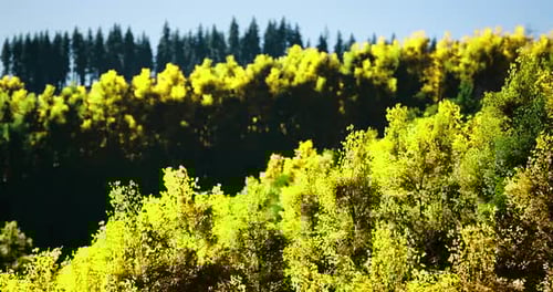 Vibrant Colors of Autumn Foliage Captivating the Forest Landscape at Sunrise