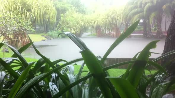 Tropical rain in park Singapore, Nature Stock Footage ft. rain & nature ...