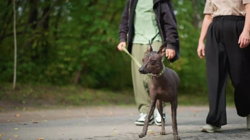 Leisurely Stroll Through Park With Playful Dogs Group Of Friends Enjoying Carefree Walk While Their