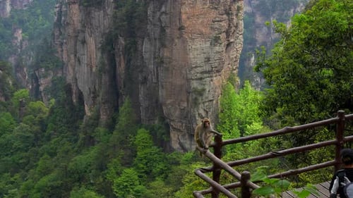 Affe auf einem Geländer mit Zhangjiajies Sandsteinsäulen im Hintergrund, während Touristen Fotos machen, C